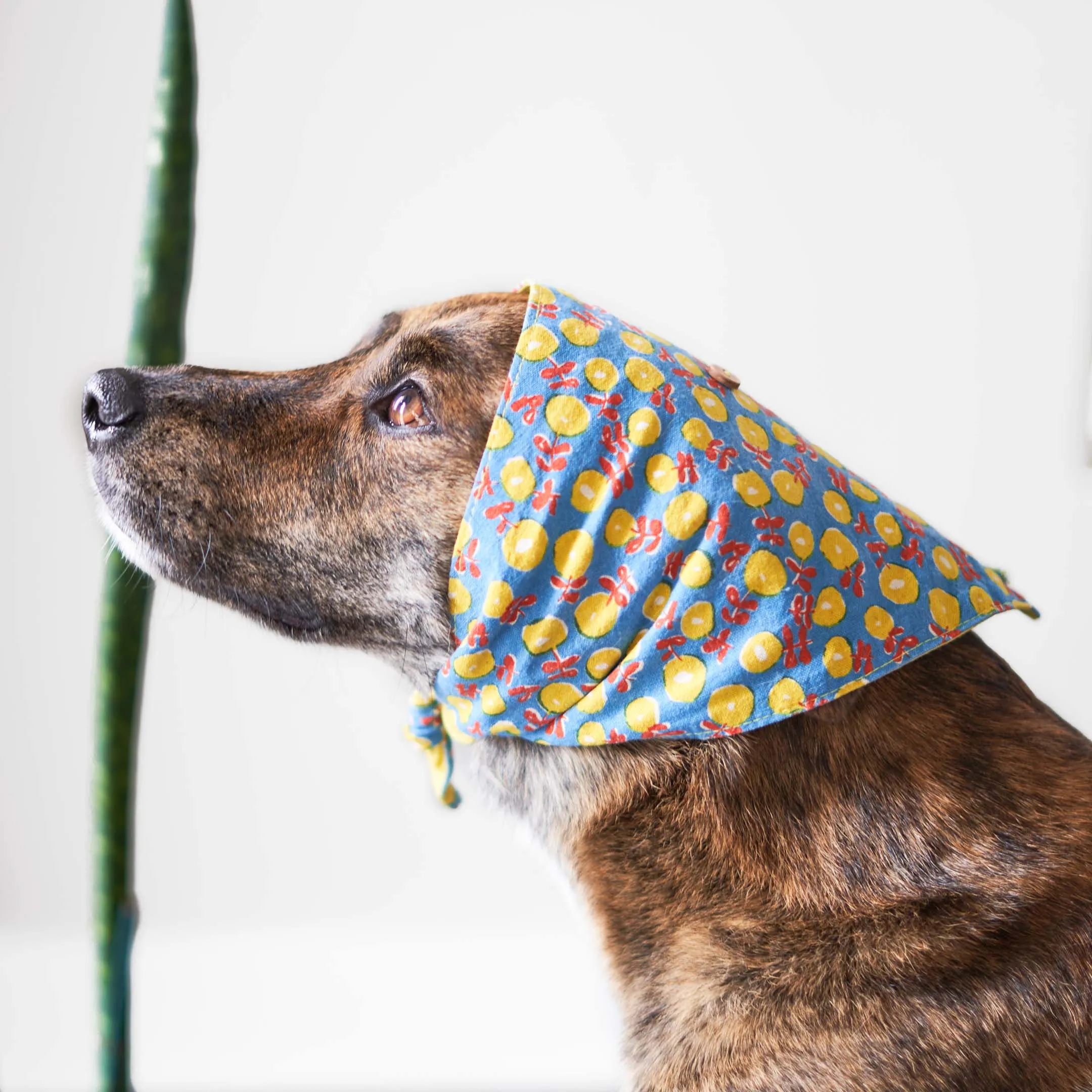 Bandana