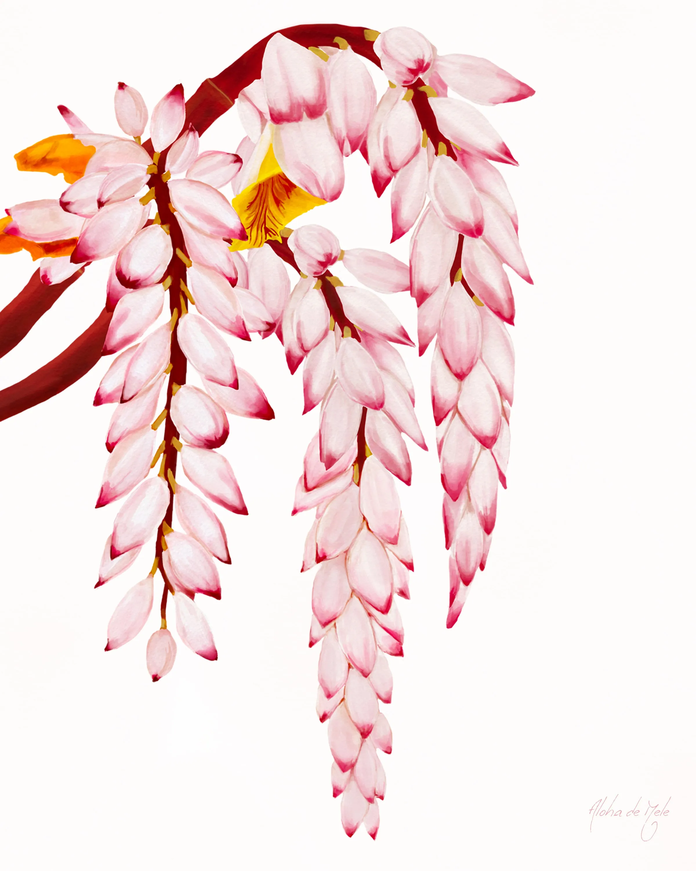 Greeting Cards - Shell Ginger