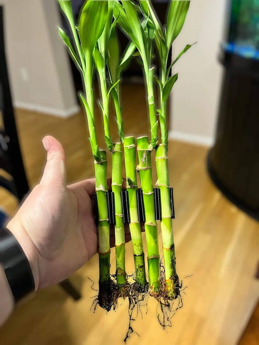 GROVE RAIL EDITION: BAMBOO WALL FOR THE RIM OF YOUR AQUARIUM
