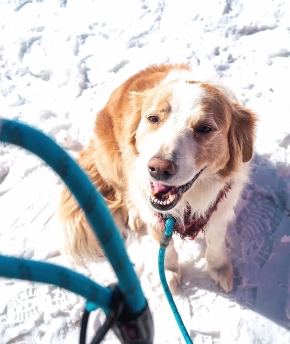 Navigator - Dog Leash Buddy