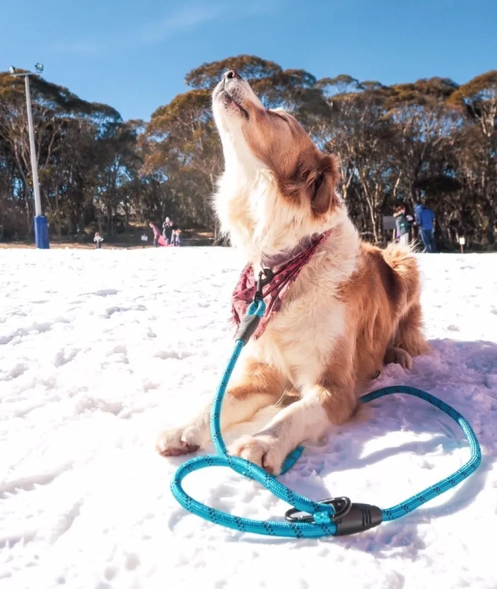 Navigator - Dog Leash Buddy