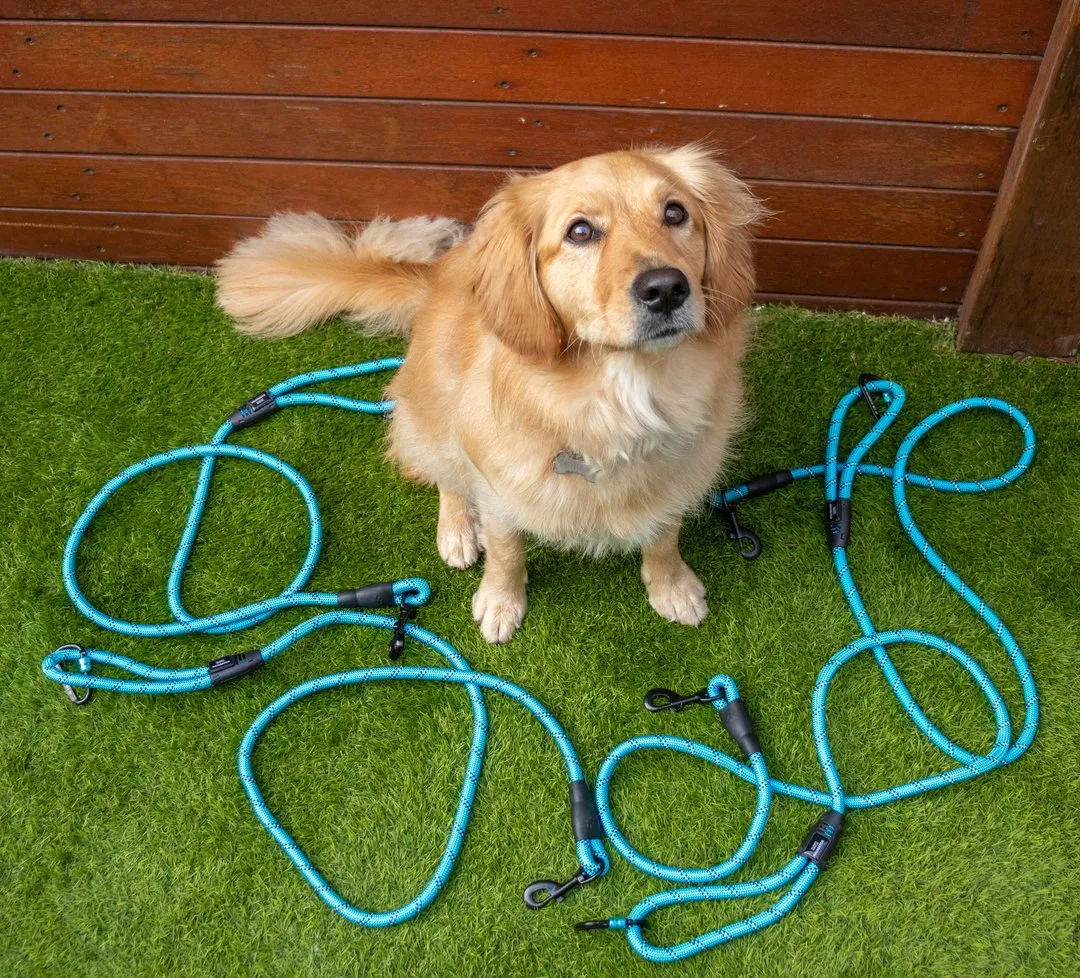 Navigator - Dog Leash Buddy